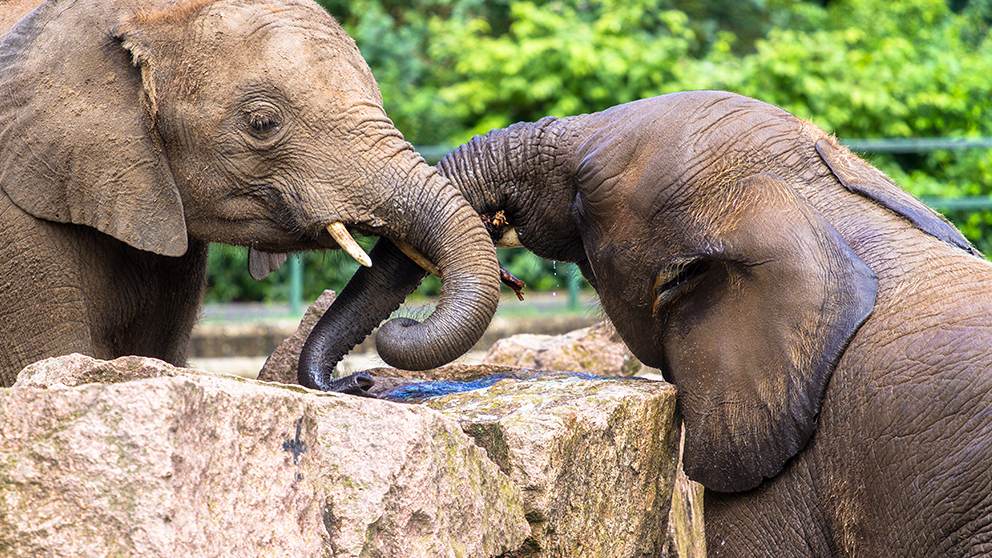 Elephant Riding in Asia